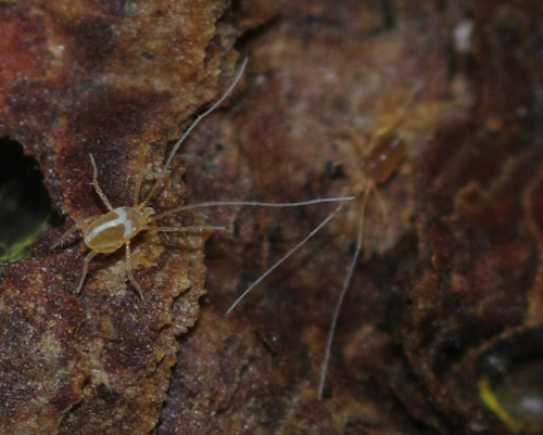 Linopodes sp. (Eupodidae)